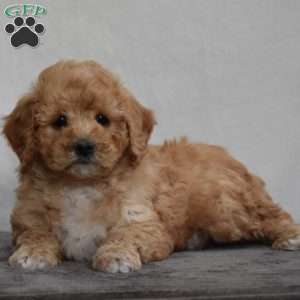 Wally, Cavapoo Puppy